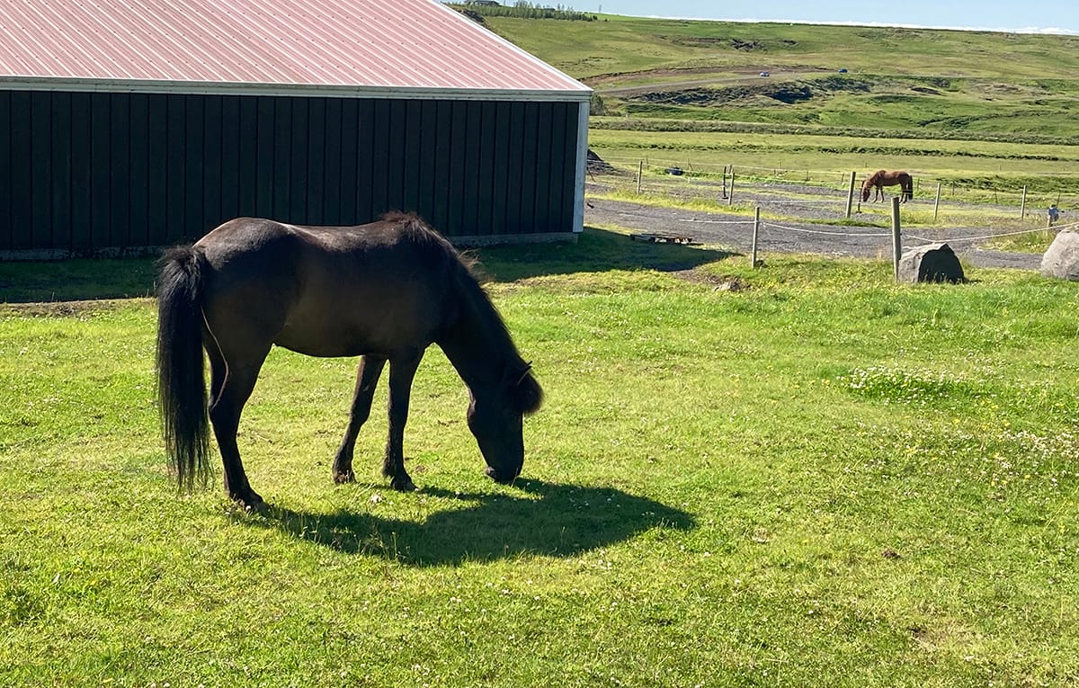 Icelandic Horses | Iceland | Travel | EarthScaper